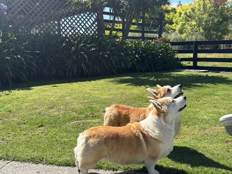 30 Parrs Road Bunnythorpe_27