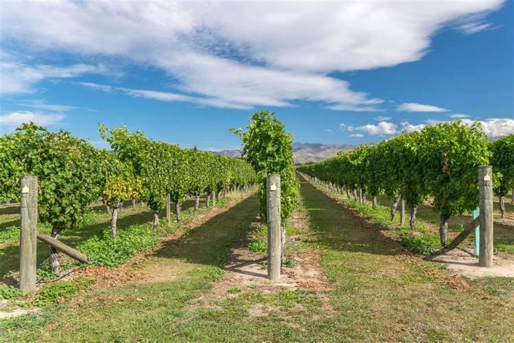 320 Old Renwick Road Springlands_11