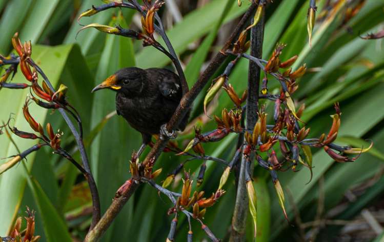 30 Riverpark Drive Kuratau_18