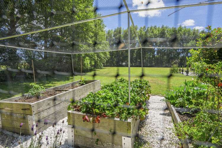 295 Postman Road Dairy Flat_10