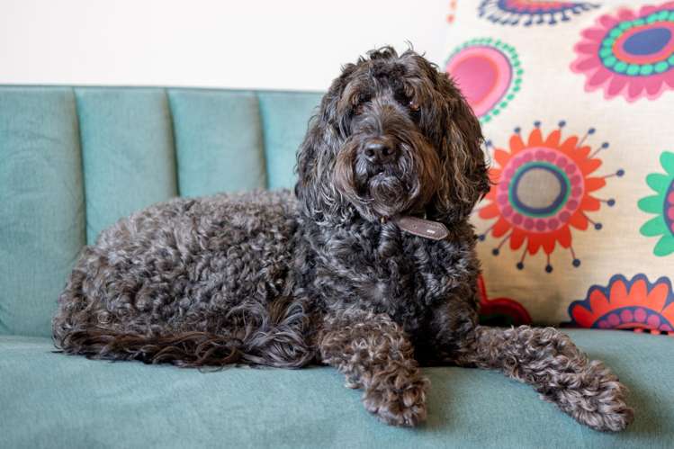 3C/39 Mackelvie Street Grey Lynn_2