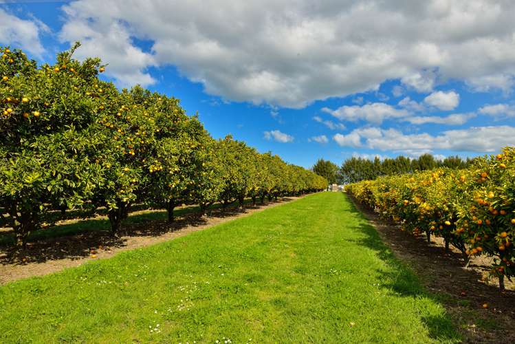 63 Brown Road Ormond_25