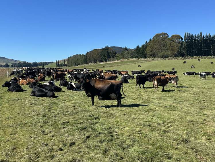 1147 Lumsden Dipton Highway Dipton_8