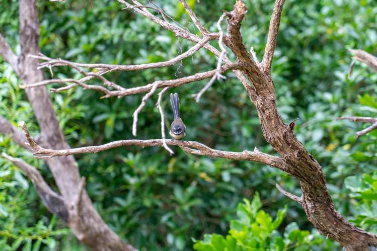 20 Roys Road Plimmerton_31