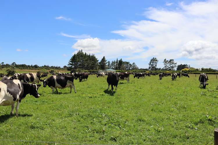 50 Bedford Road North Inglewood_7