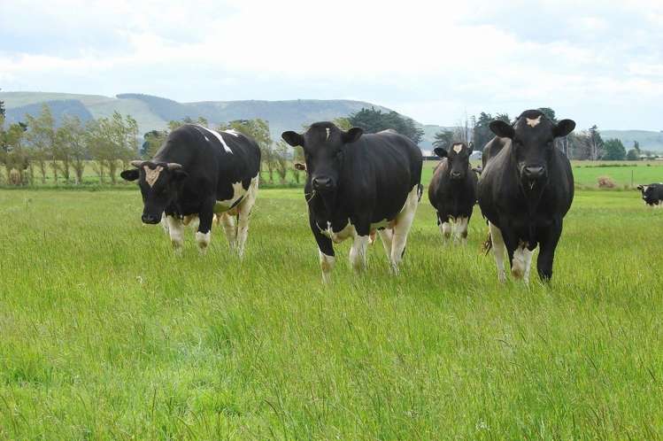 389 Mckenzie Road Winton Surrounds_14