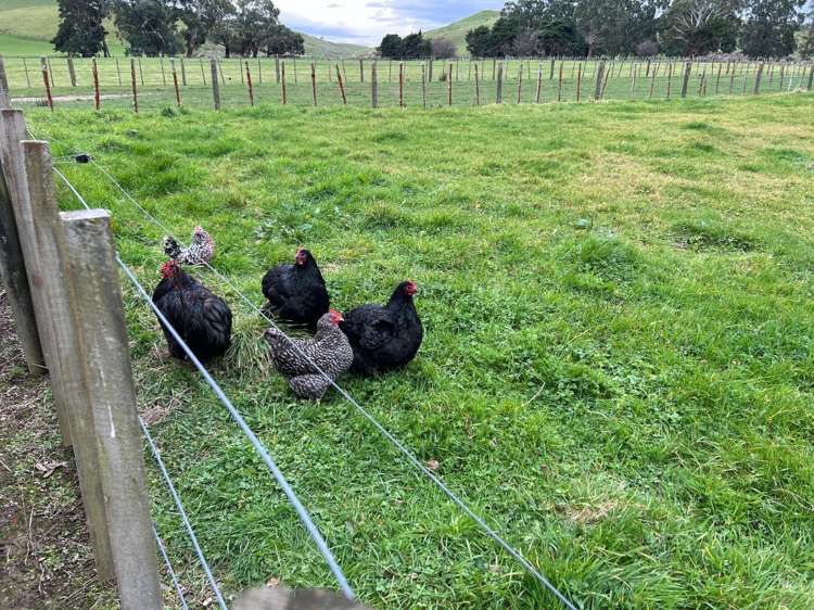 881 Cowper Road Dannevirke_13