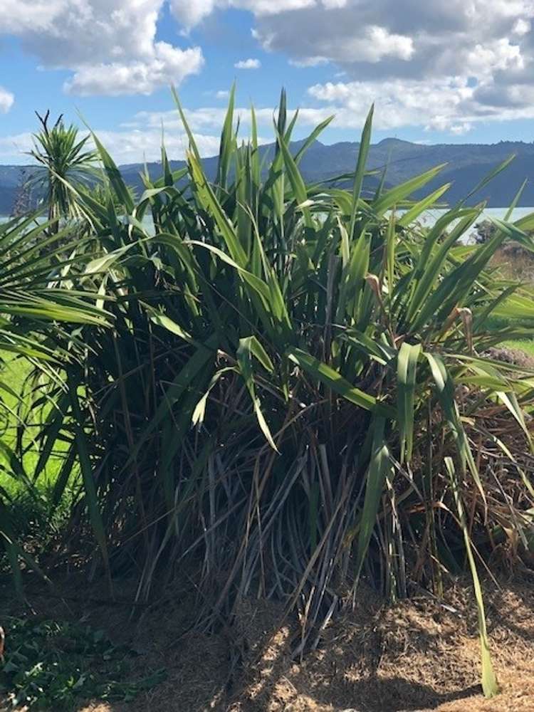 109 Kelly Jade Avenue Matarangi_9