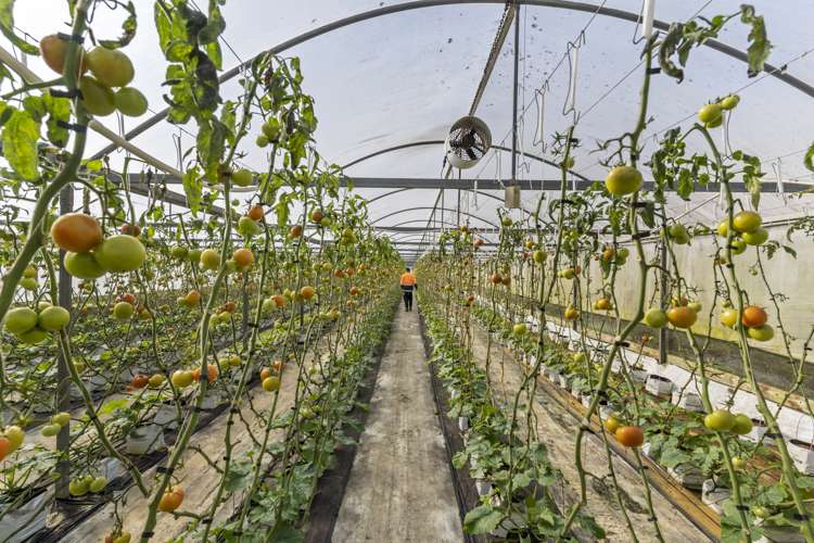 52 Douglas Road Pukekohe_3