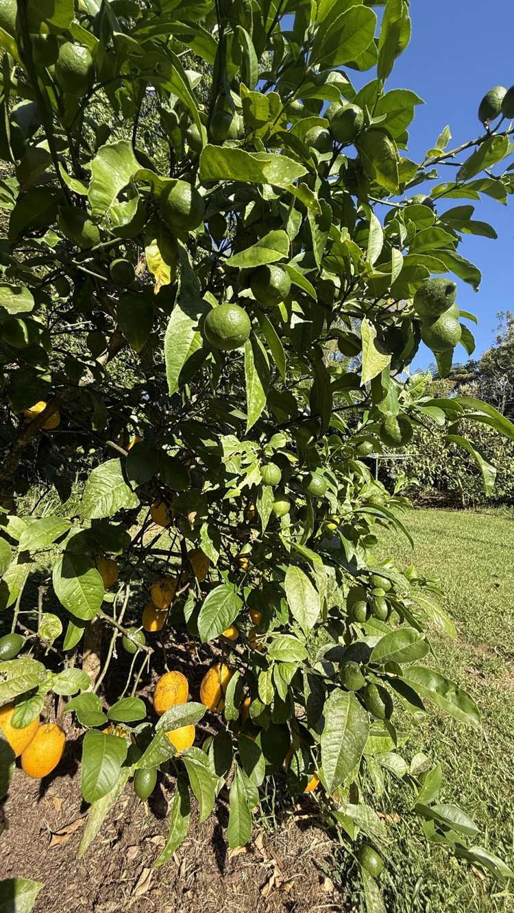 290 Paihia Road Kawakawa_35