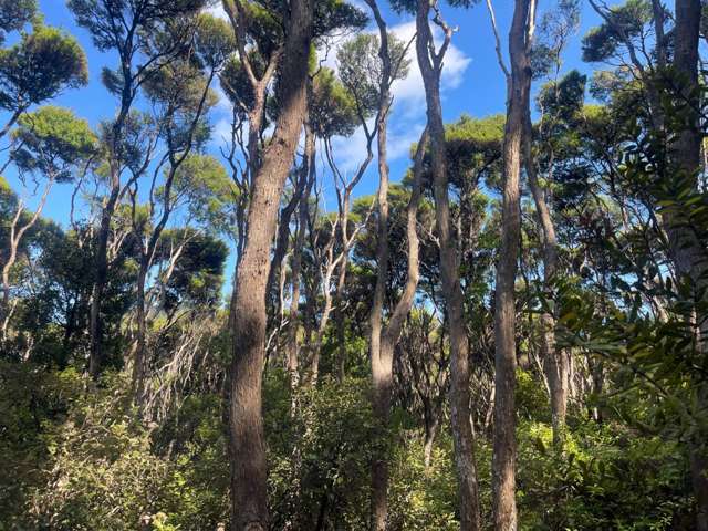 665 & 667 Whangaparapara Road Great Barrier Island_3