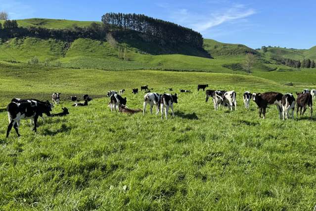 161 Veale Road Otorohanga_4