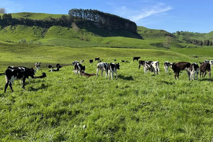 161 Veale Road Otorohanga_4