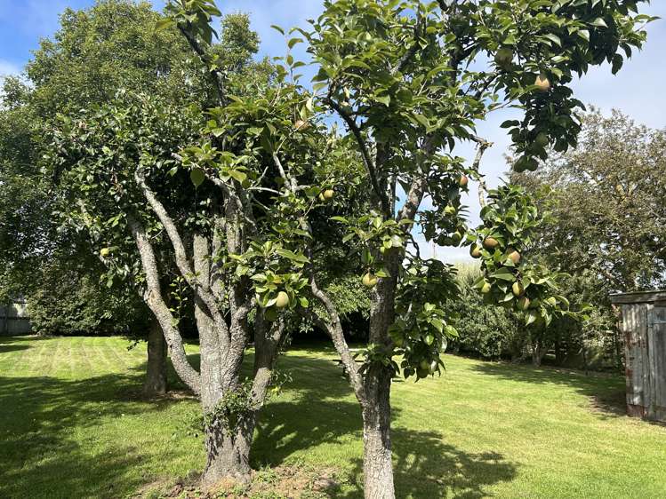 85 Forest Drive Methven_15