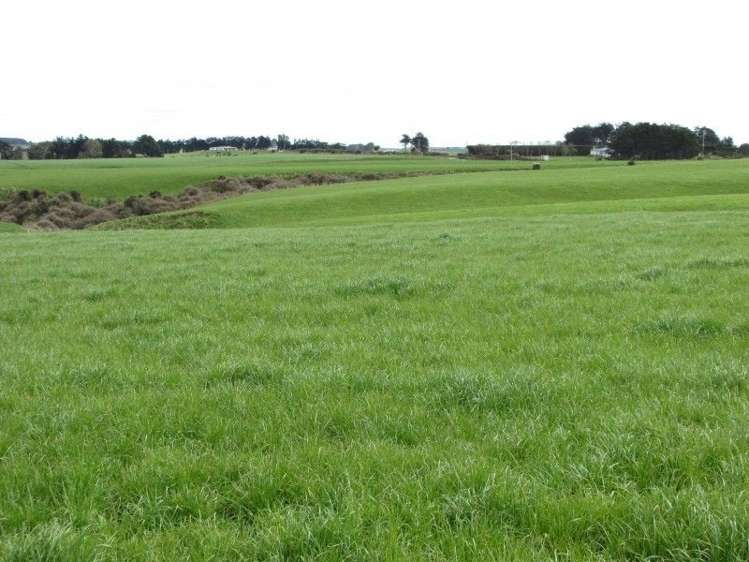 368 Otara Haldane Road Wyndham Surrounds_1