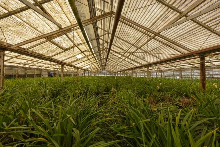 123 Jesmond Road Drury_19