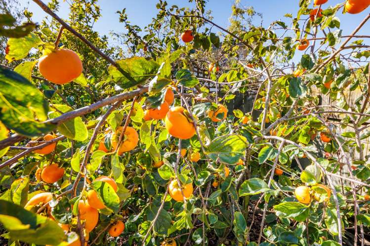 42a Clifton Terrace Fitzherbert_24