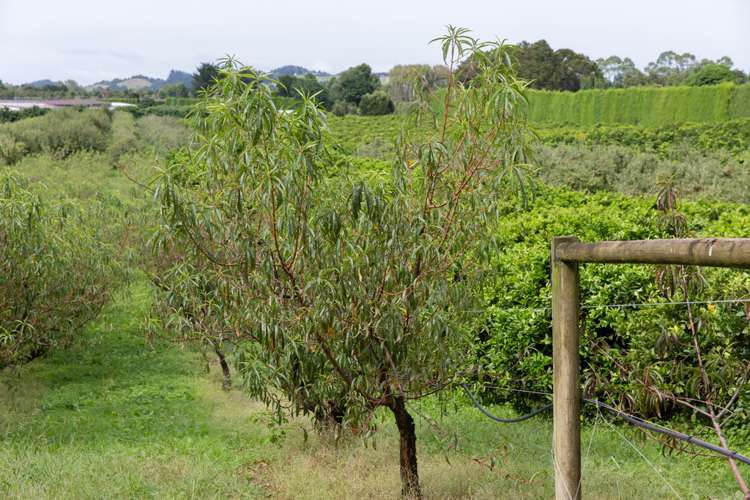 Maruata Road Maungatapere_6