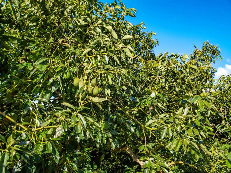 237B Busby Road Katikati_29