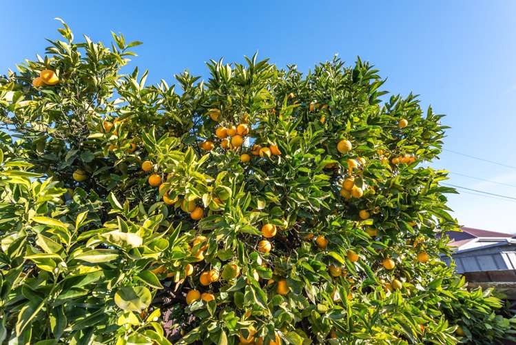 58 Bordesley Street Phillipstown_18