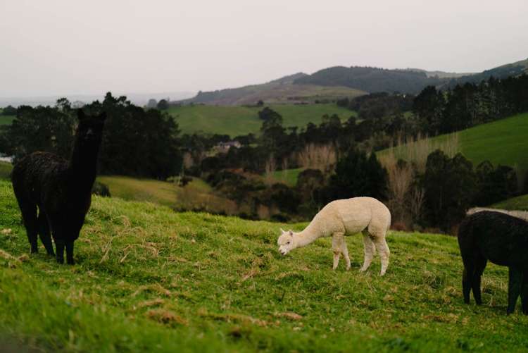 155 Pratts Road Ramarama_61