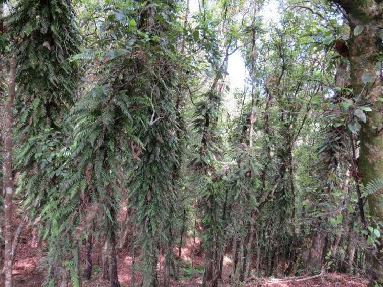 764 Work Road Whakamarama_21