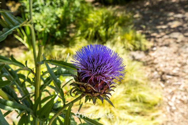 264c Old School Road Maymorn_24