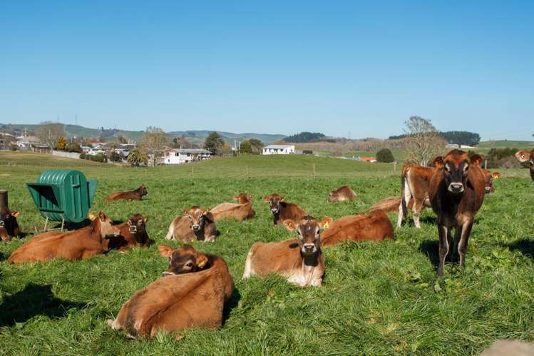 Morrinsville-Tahuna Road Morrinsville_15