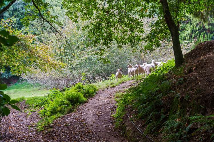 288 Oropi Gorge Road Oropi_37