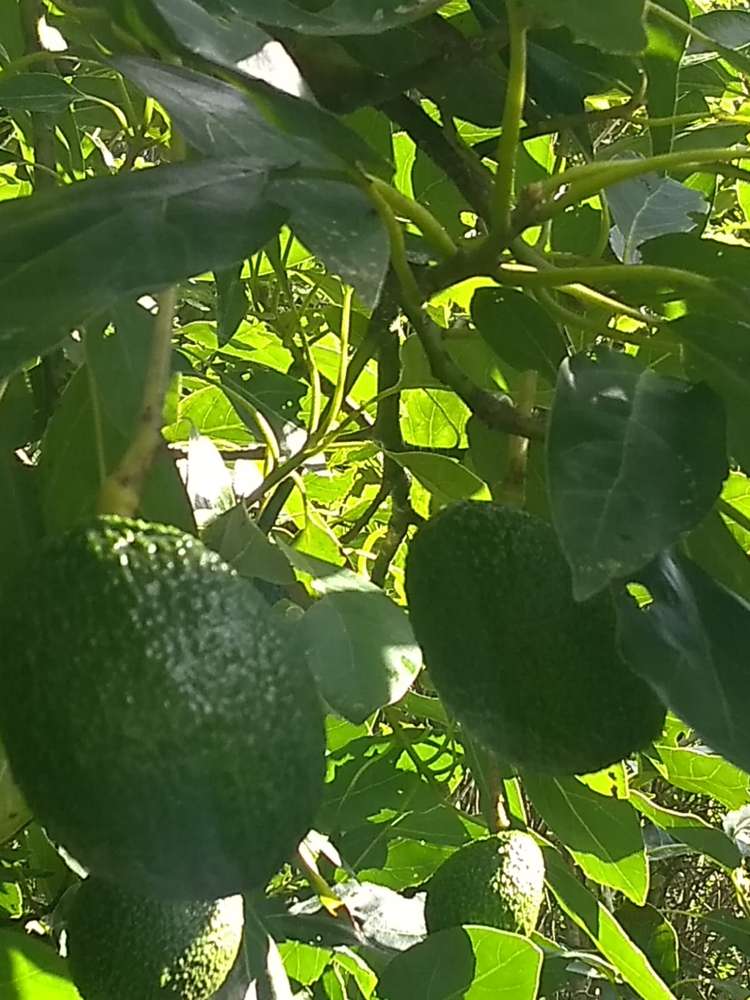 165 Pekanui Road Puketotara_25