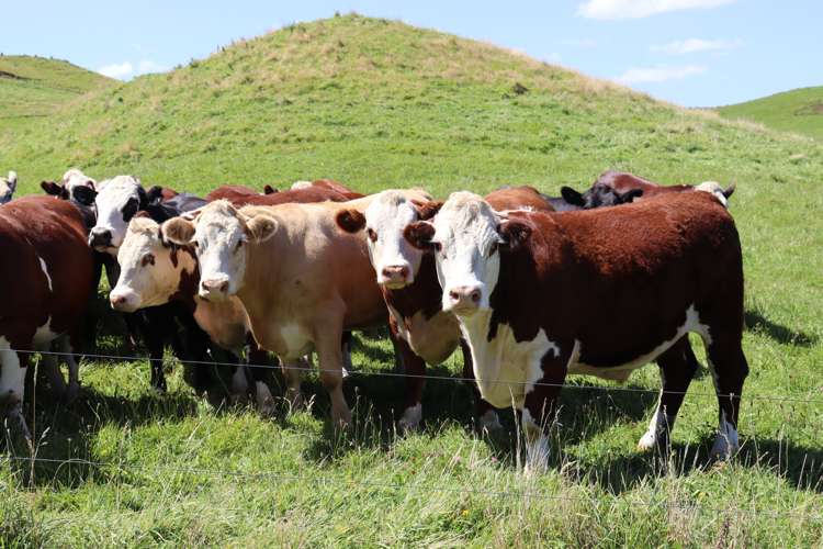 102 Manu Road Te Popo_26