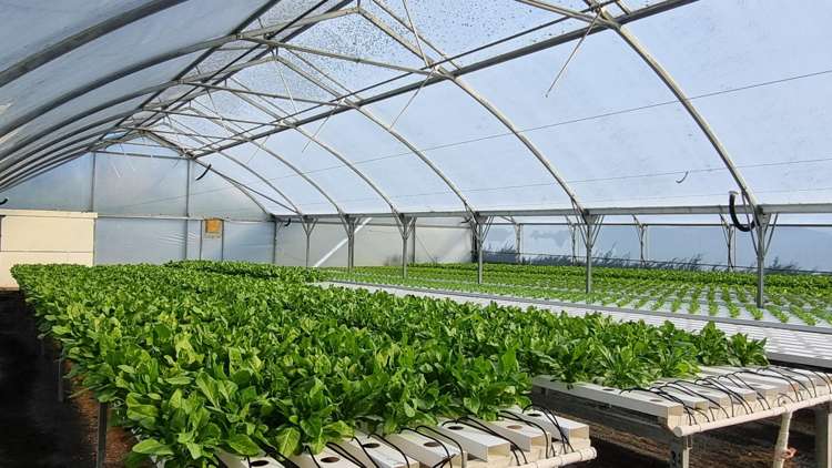 116 Wingatui Road Mosgiel_34