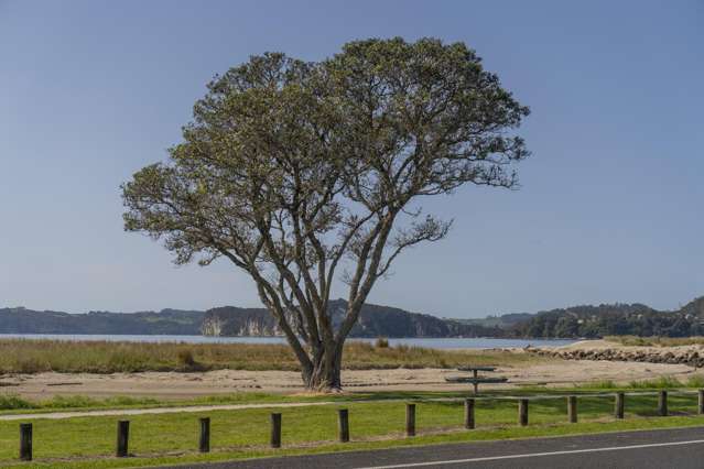 16b/71 Buffalo Beach Road Whitianga_2