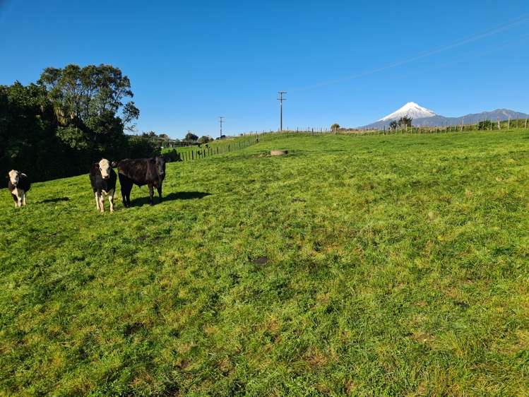 568 South Road Omata_14