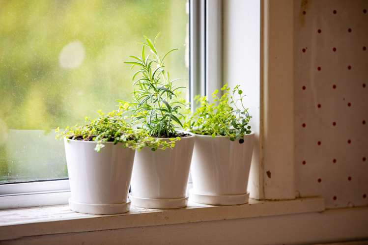 9 Elizabeth Street Beerescourt_12