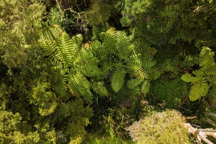 20b Taylor Road Waimauku_11