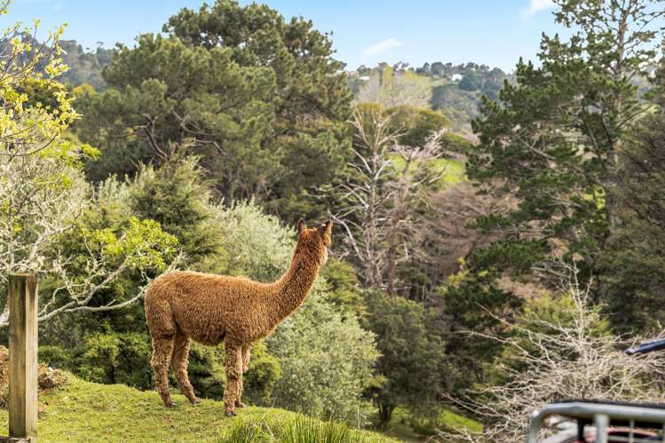 6/199 Birdwood Road Massey_29