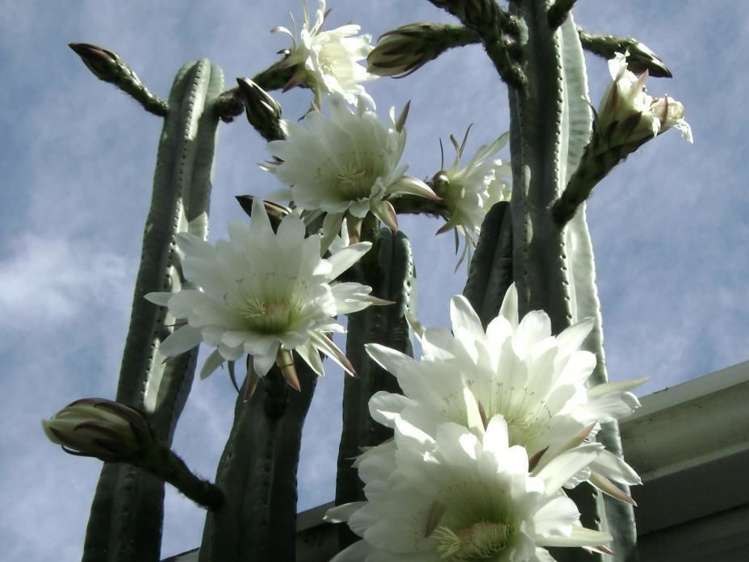 10 Elphinstone Avenue Strathmore Park_16