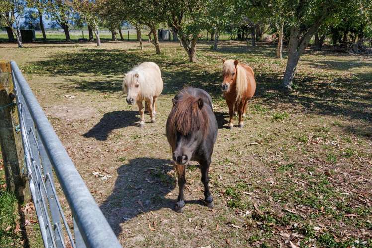 89 Ulysses Road Ashhurst_30