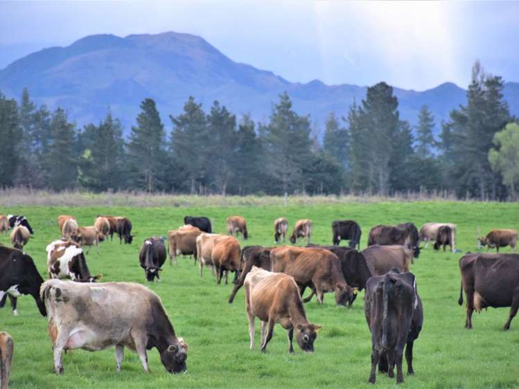 64 Lake Sumner Road Hawarden_8