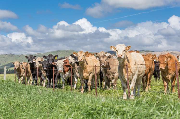 531 Murrays Road Hawarden_9