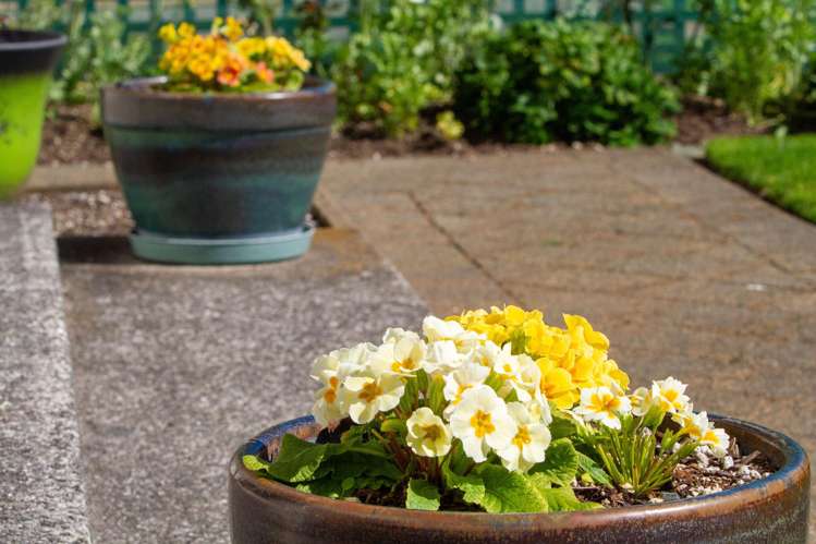 5/32 Park Road Katikati_14