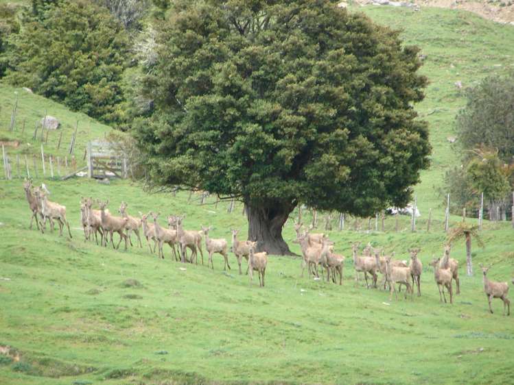 1742 Taringamotu Road Taringamotu_8