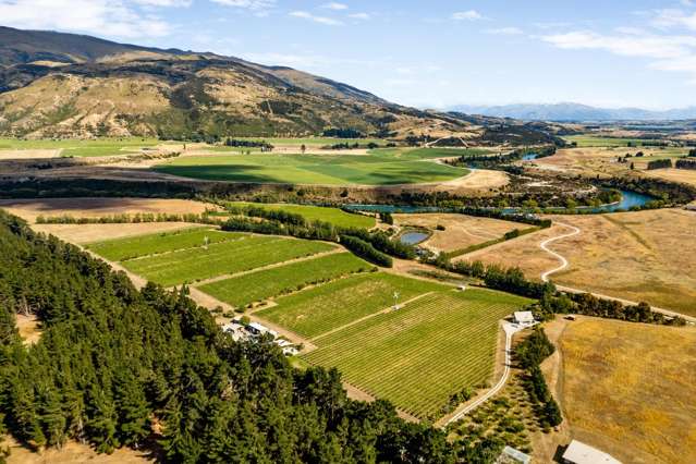 Wines, Vines and Lifestyle