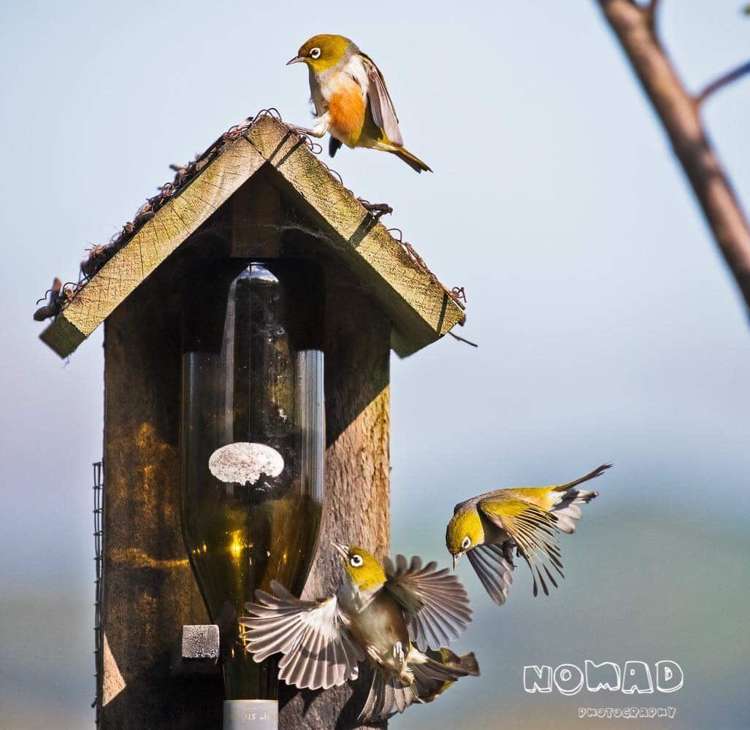 62 Hicks Road Cambridge_19