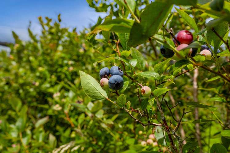 438B Alfred Road Egmont Village_40