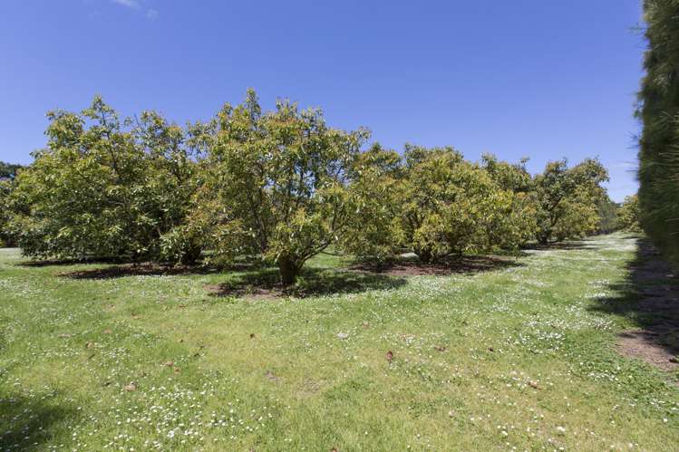 39 Watrous Downs Maungatapere_25