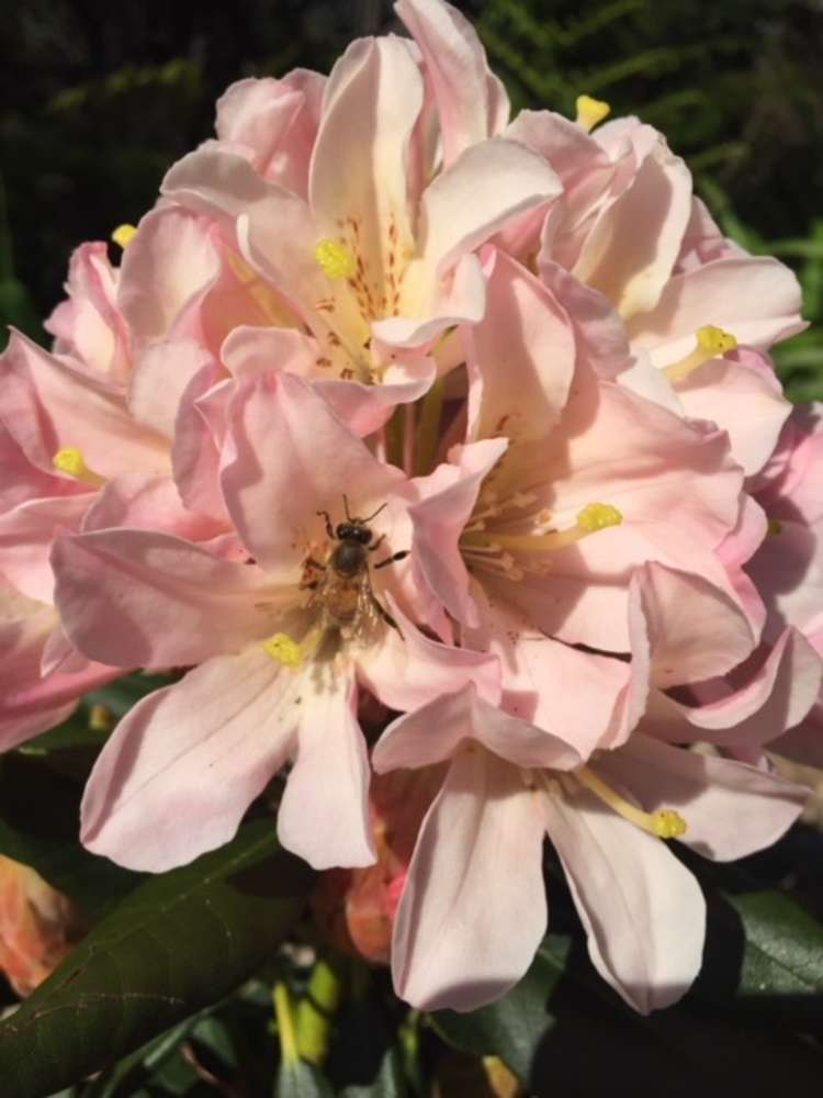 89c Merrick Road Pyes Pa_15