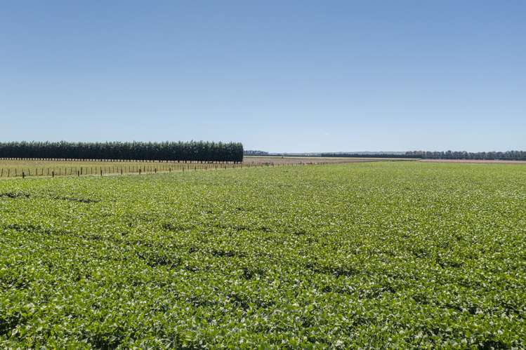 1041 Tikokino Road Waipawa_34