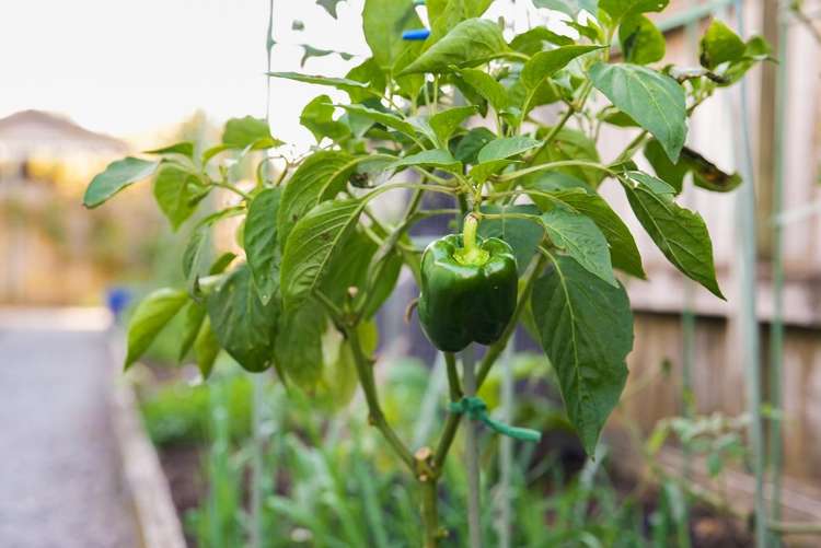 17 Dal Din Drive Otaki_15